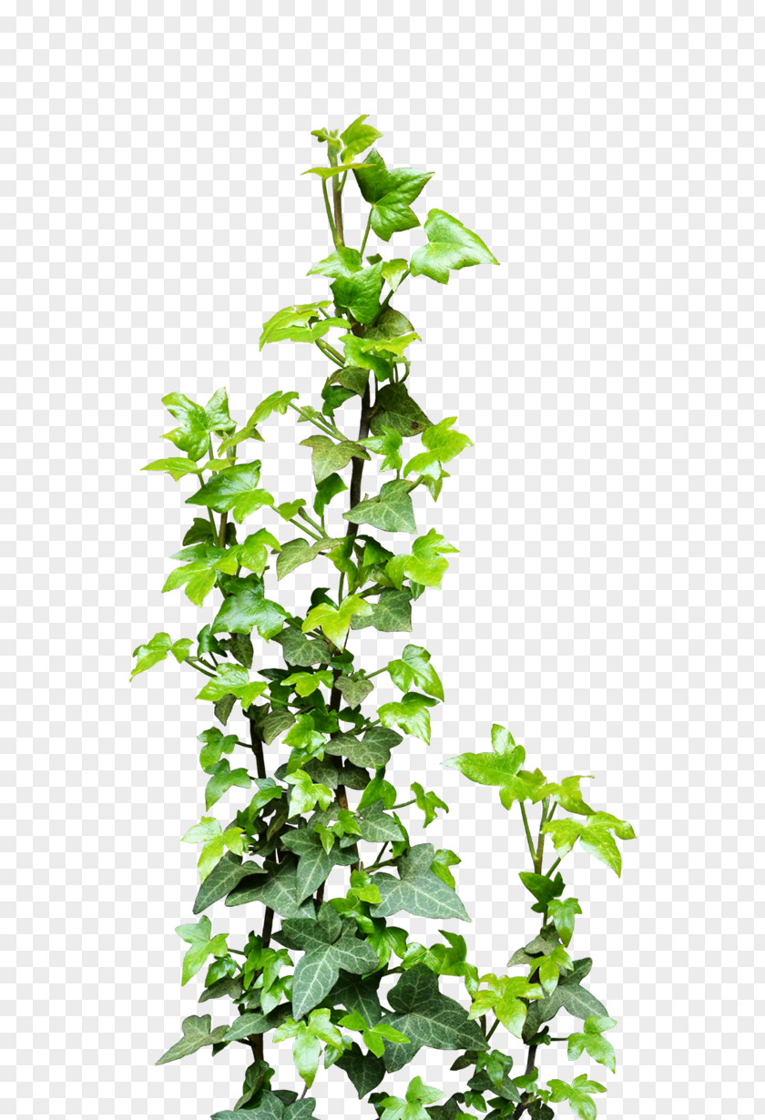 Ivy Vine Transparent Plant Clip Art PNG
