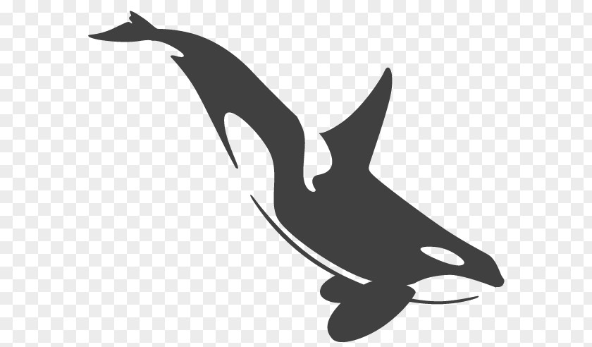 Killer Whale Cetaceans Tattoo Toothed PNG