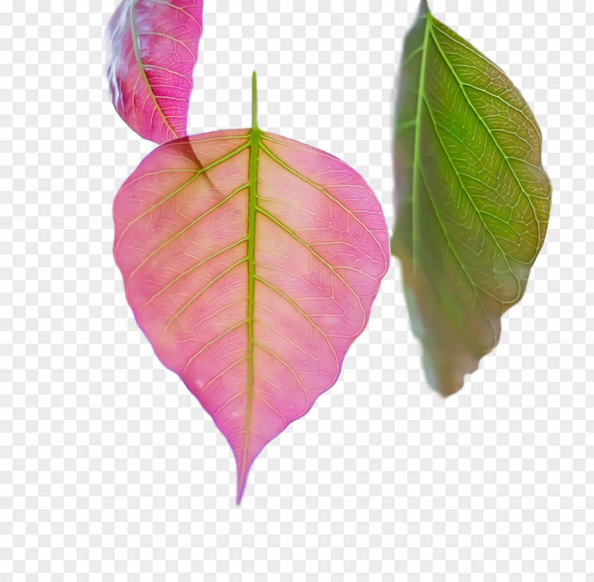 Leaf Pink M Petal Biology Plants PNG