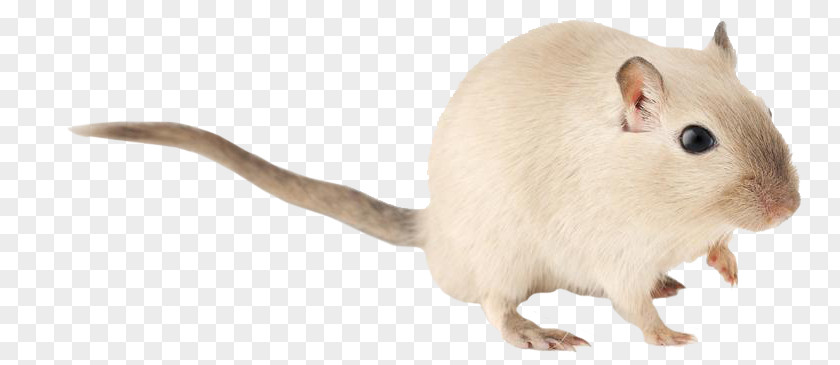 Rat Gerbil Hamster Rodent Mouse PNG