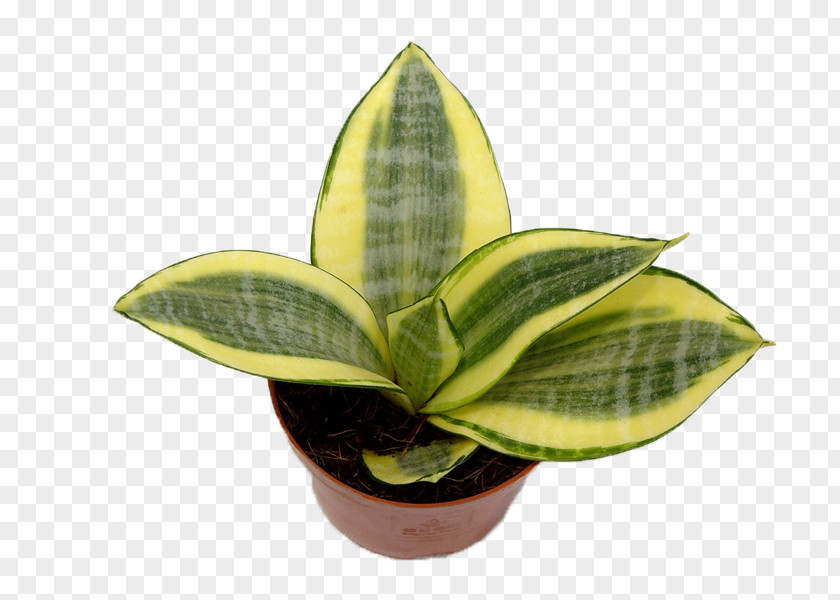 Tiger Picin Potted Vipers Bowstring Hemp Sansevieria Cylindrica Leaf Houseplant Succulent Plant PNG
