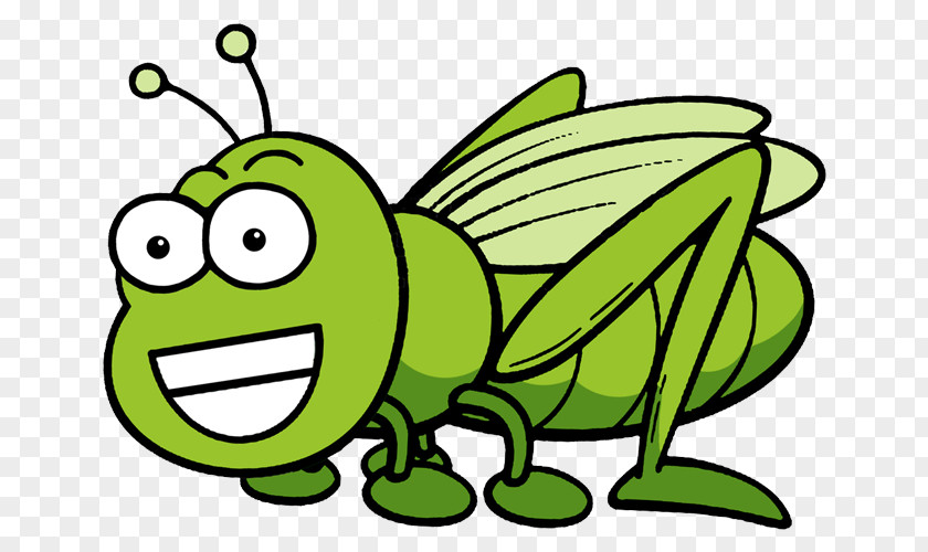 Cartoon Cricket Chapulines Drawing Grasshopper PNG