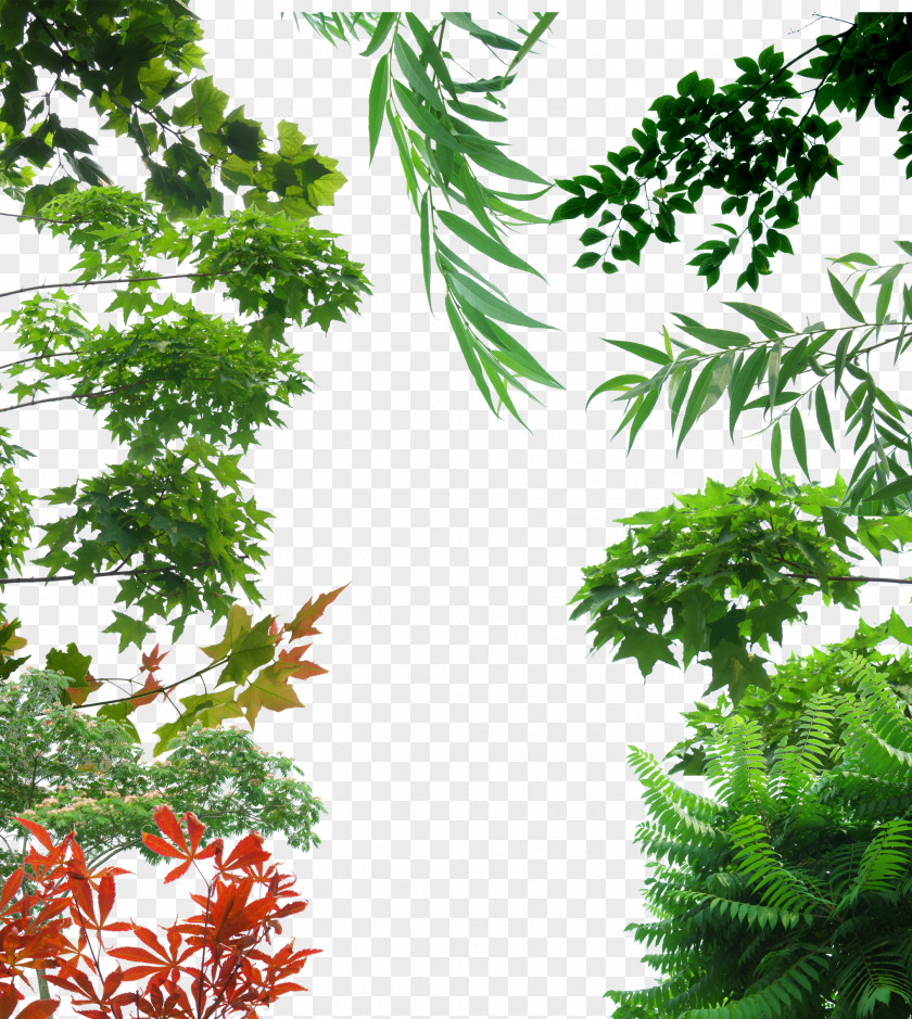 Creative Background Green Trees Tree Icon PNG