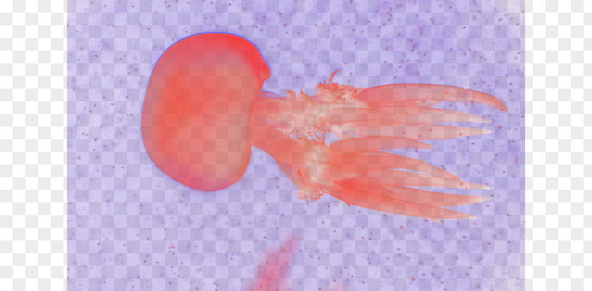 Dream Jellyfish Marine Biology Close-up Sky PNG