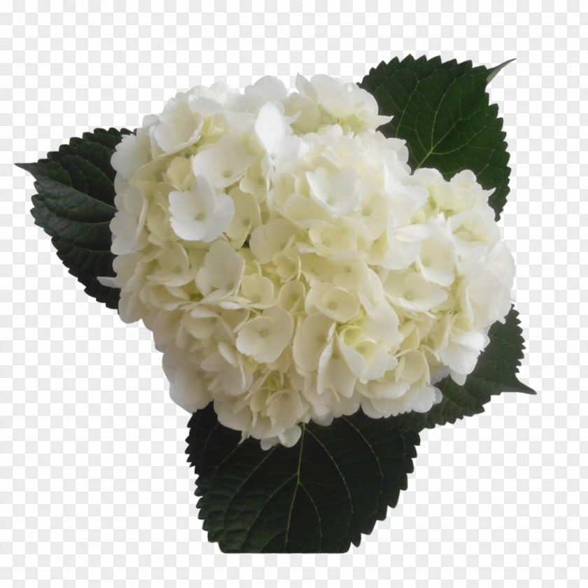 Hydrangea Cut Flowers Floral Design Color PNG