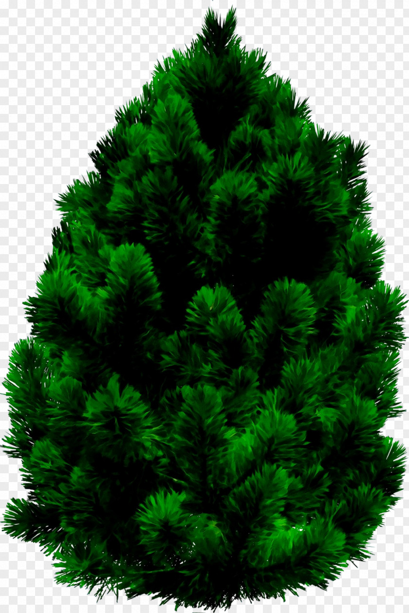 Pine Norway Spruce Cedar Image PNG