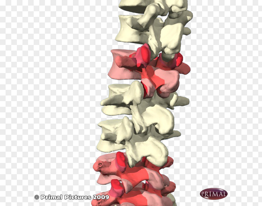 Vertebral Facet Joint Lumbar Vertebrae Column Cervical PNG