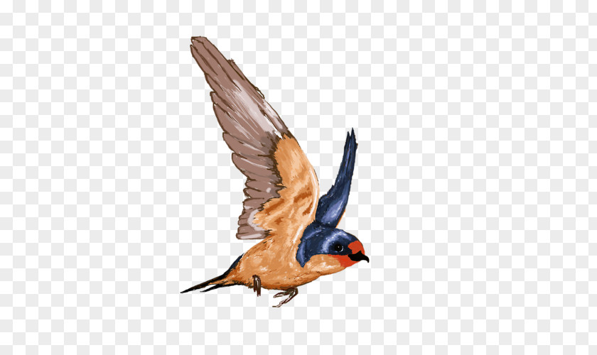 Barn Swallow PhotoScape Feather GIMP PNG