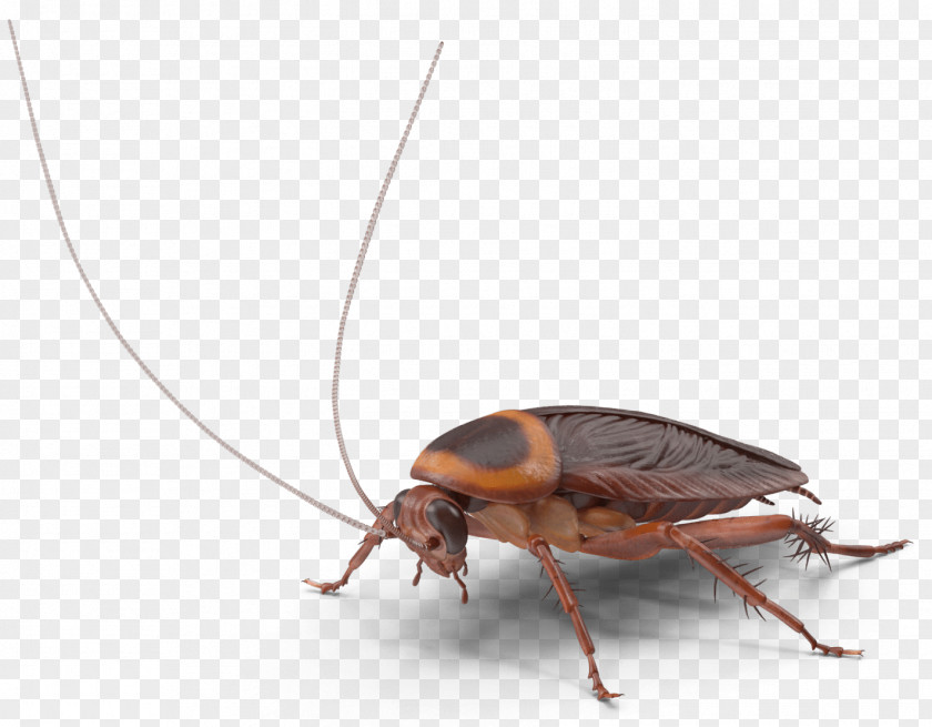 Cockroach Insect Pest Control Rentokil Initial PNG