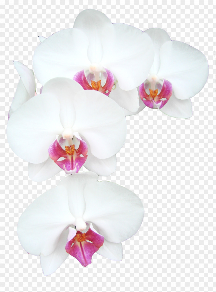 Image Bouquet Of Flowers Picture Material Flower Nosegay PNG