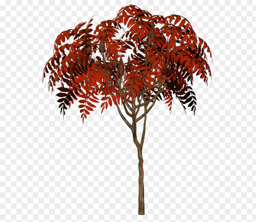 Leaf Twig PNG