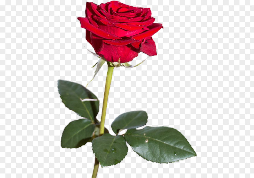 Rose Desktop Wallpaper Flower Red PNG
