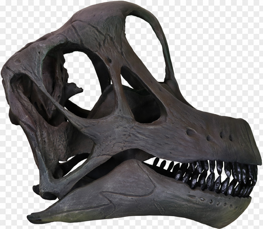 Skull Brachiosaurus Morrison Formation Bone PNG