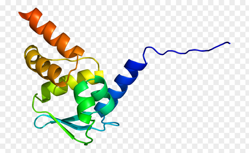 Zinc Finger And BTB Domain-containing Protein 16 BTB/POZ Domain PNG