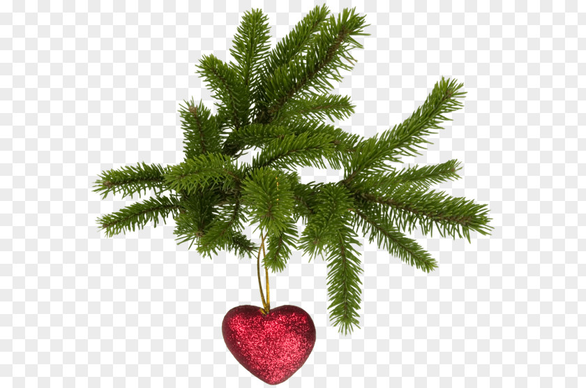 Christmas Tree Fir PNG