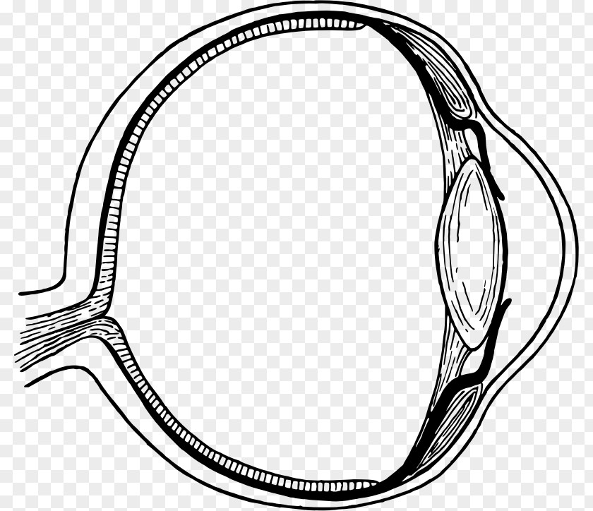 Eye Human Iris Injury Clip Art PNG