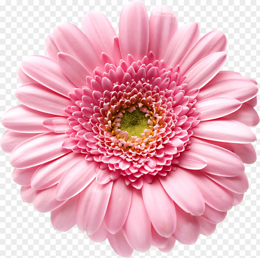 Gerbera Transvaal Daisy Stock Photography Color Flower Clip Art PNG