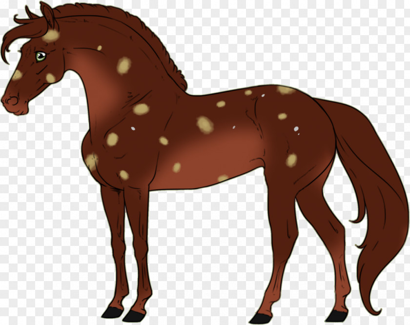 Mustang Foal Stallion Colt Pack Animal PNG