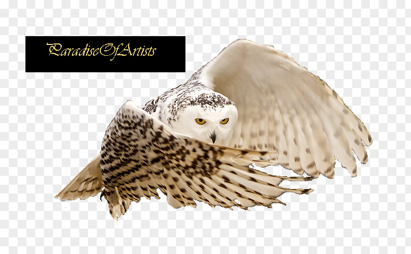 Owl Little Eurasian Eagle-owl PNG