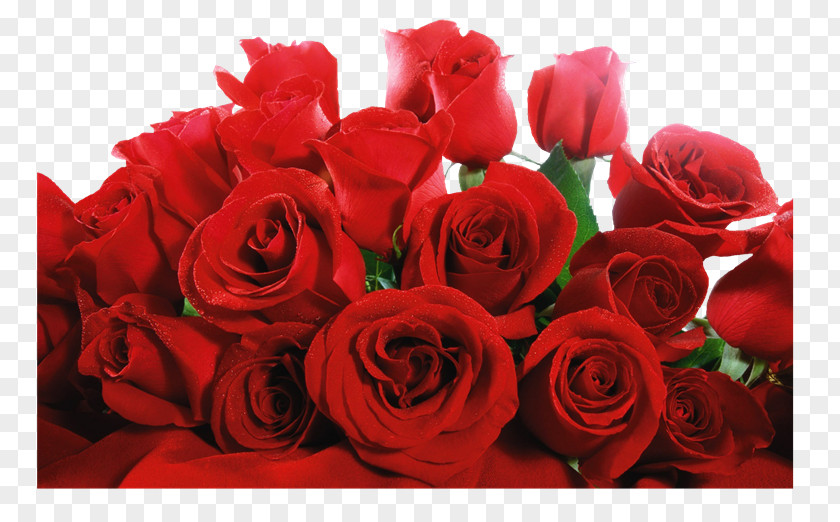 Rosa Vermelha Rose Flower Valentine's Day Floristry PNG
