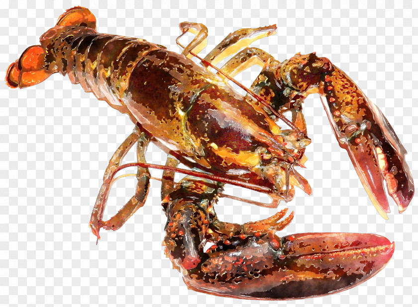 American Lobster Homarus Gammarus Seafood Palinurus Trap PNG lobster gammarus trap, clipart PNG