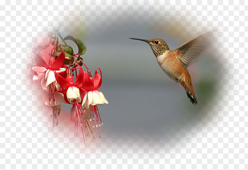 Bird Hummingbird Desktop Wallpaper Fregatidae PNG