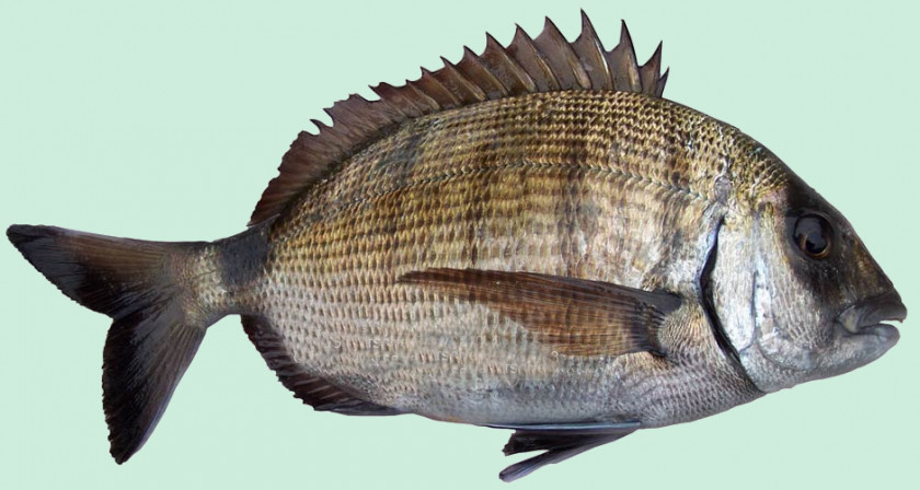 Fish Tilapia Sheephead Bream Products Sar PNG