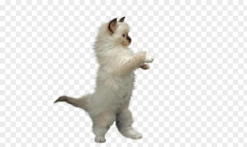 Kitten Ragdoll Animaatio Clip Art PNG