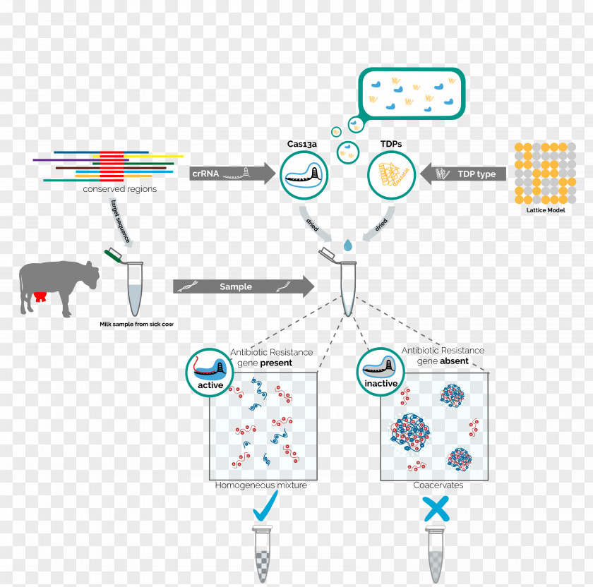 Mastitis Antimicrobial Resistance Bacteria Antibiotics Drug Intrinsically Disordered Proteins PNG