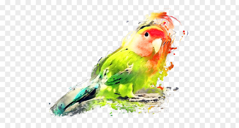 Ramadan Watercolor Painting Budgerigar Lovebird Art PNG