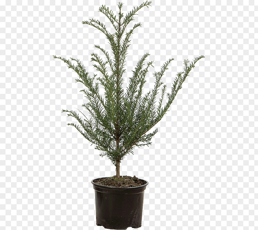 Taxus Baccata English Yew Spruce Evergreen Flowerpot Fir PNG