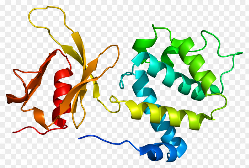 TLN1 FERM Domain Paxillin Protein PNG