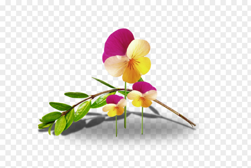 Flower Cut Flowers Animation Floral Design PNG