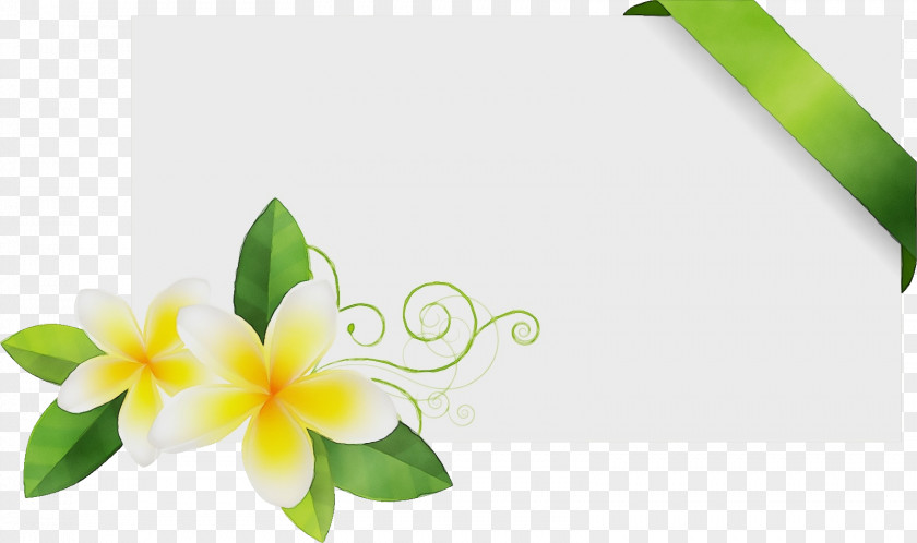 Frangipani Flower Green Petal Plant PNG