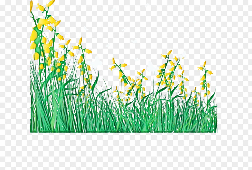Lawn Flower Grass Green Plant Family Elymus Repens PNG