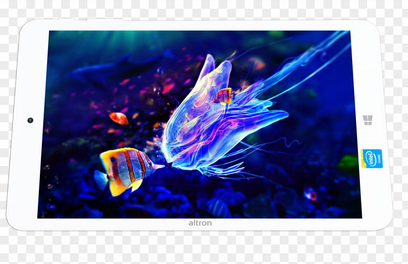 Sea Jellyfish Underwater Animal Ocean Nature PNG
