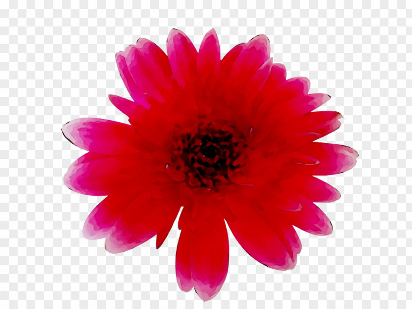 Transvaal Daisy Chrysanthemum Pink M Dahlia Annual Plant PNG