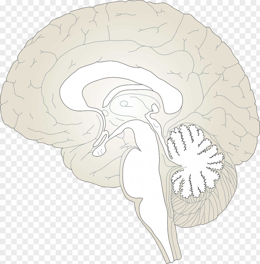 Brain Model Human Drawing Clip Art PNG