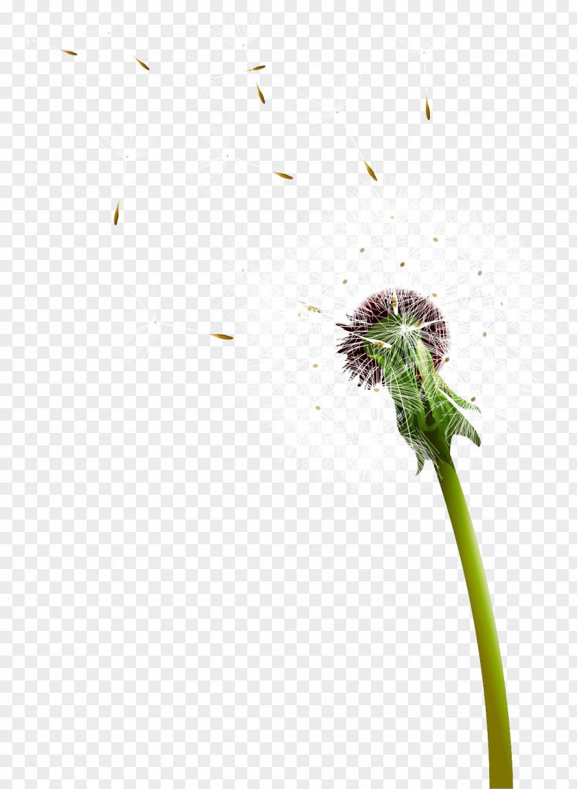 Dandelion Petal Plant Stem Distributed Computing Pattern PNG