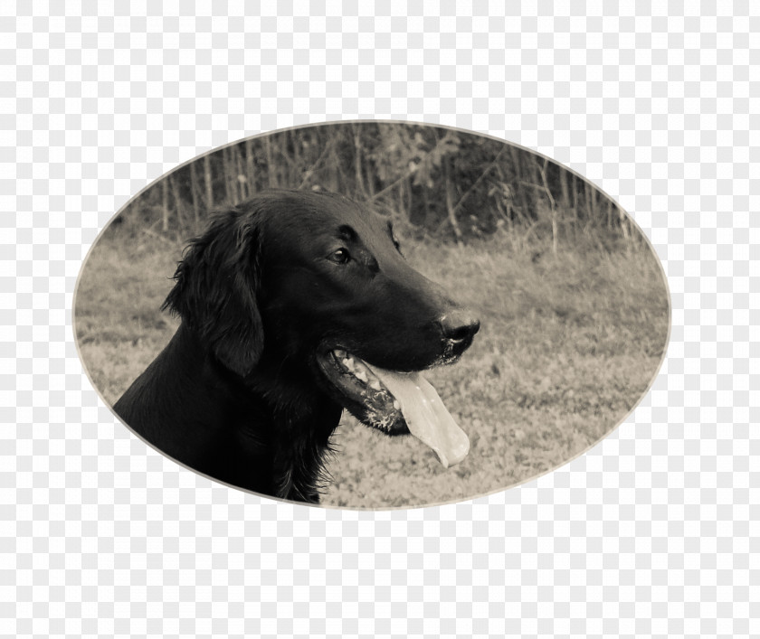 Flatcoated Retriever Labrador Flat-Coated Boykin Spaniel Dog Breed PNG