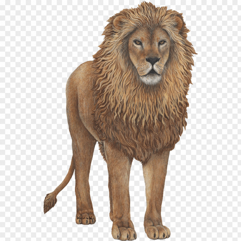 Lion Wall Decal Sticker PNG