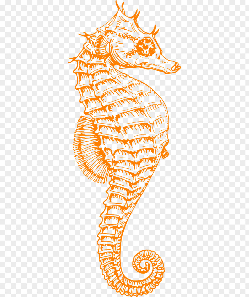 Seahorse Syngnathidae Clip Art Free Content Openclipart PNG