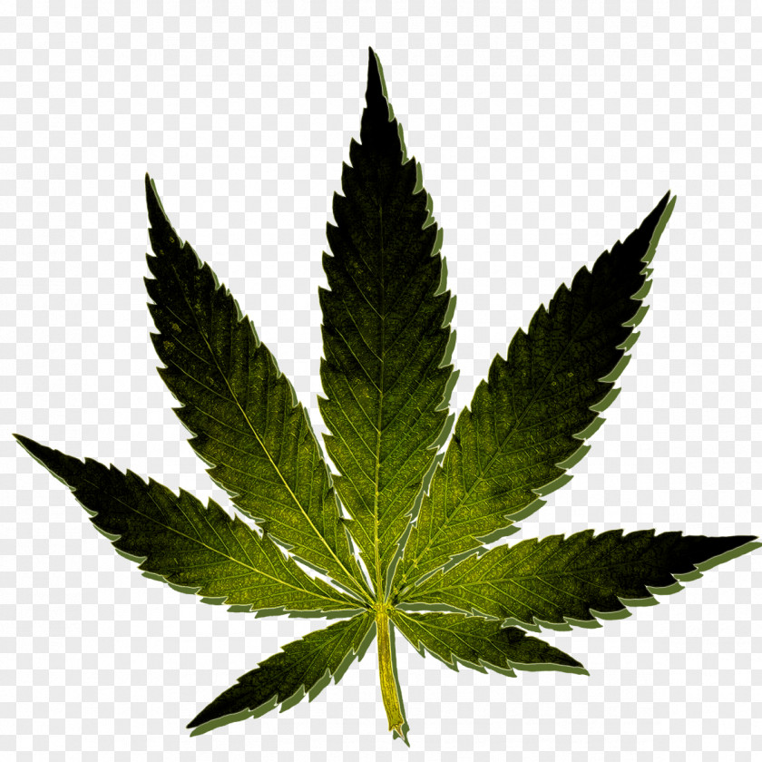 Cannabis Medical Kush Hash Oil Sativa PNG