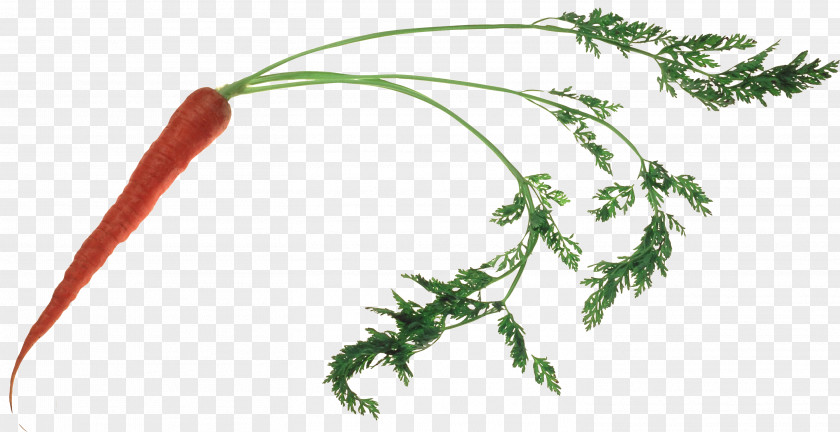 Carrot Vegetable Clip Art PNG