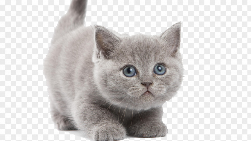 Cat Kitten Desktop Wallpaper Clip Art PNG