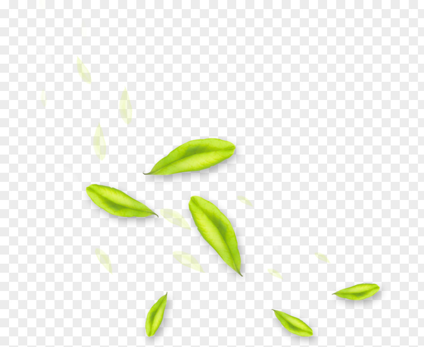 Computer Green Desktop Wallpaper Leaf PNG