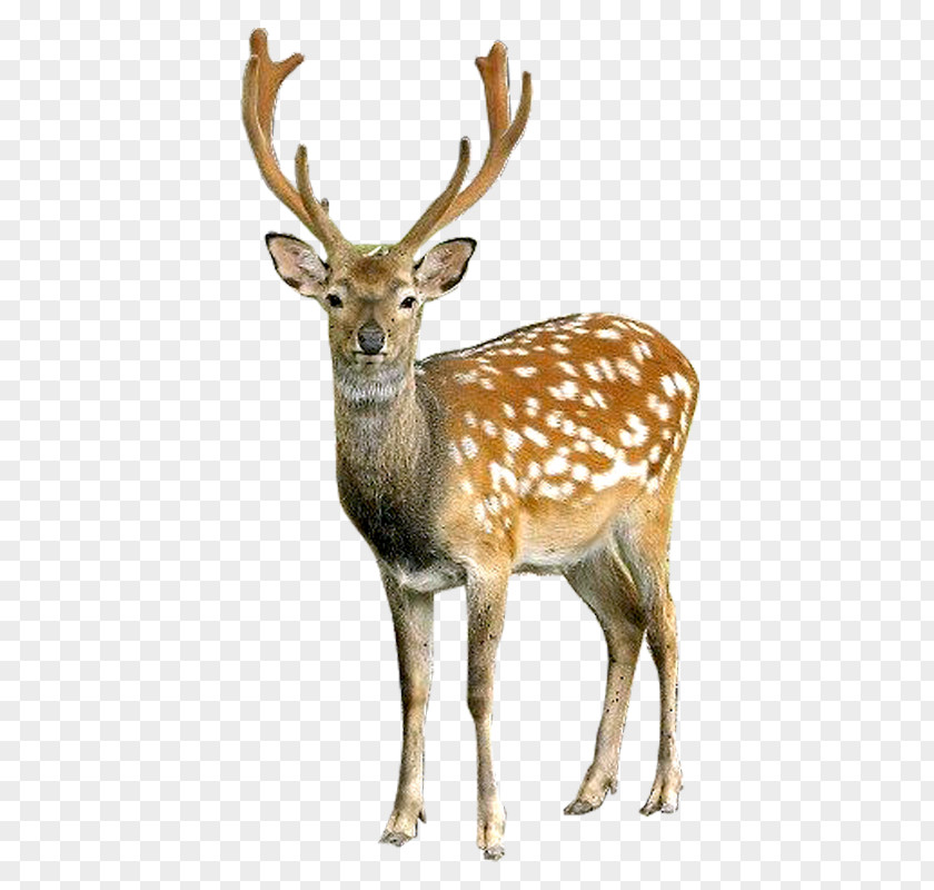 Deer Clip Art Image Openclipart PNG