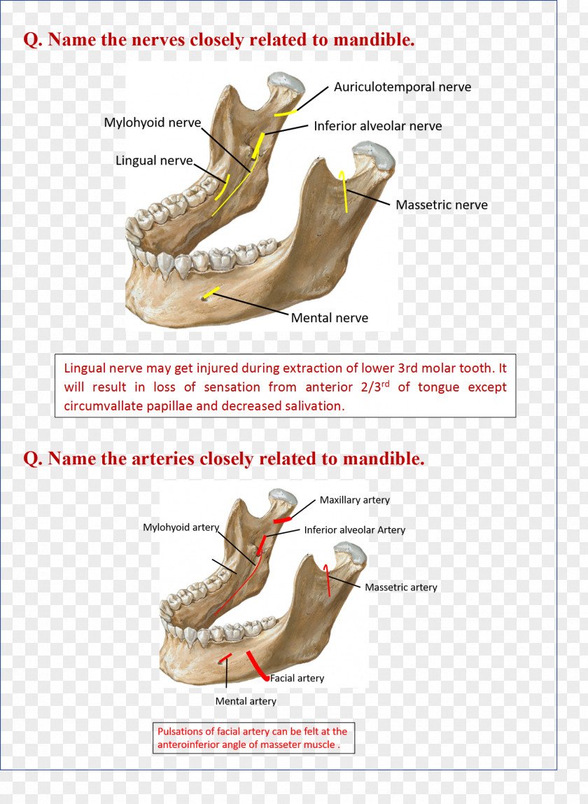 Mandible Netter's Anatomy Flash Cards Jaw Lingual Nerve PNG