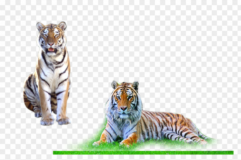 Tiger Desktop Wallpaper PNG
