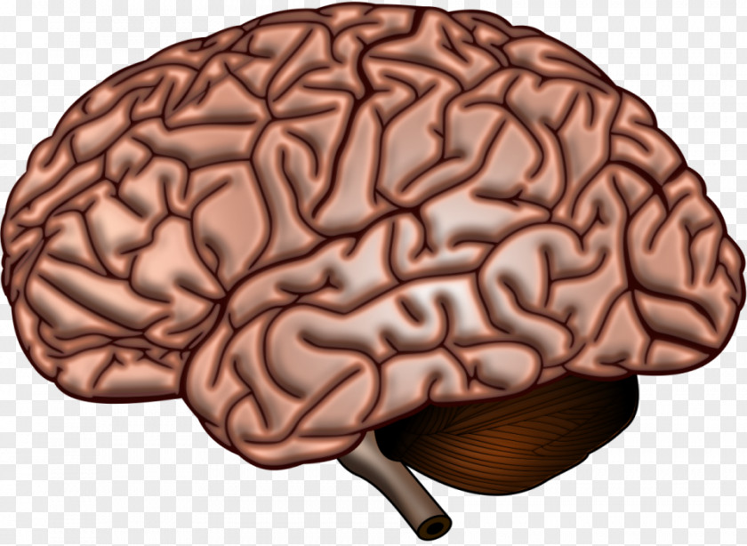 Brain Human Anatomy Neuroscience Cerebral Cortex PNG